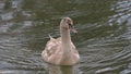 Mute swan young man, who swims in the lake Royalty Free Stock Photo