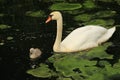 Mute swan with young one. Royalty Free Stock Photo