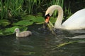 Mute swan with young one. Royalty Free Stock Photo