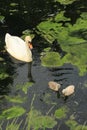 Mute swan with young ones. Royalty Free Stock Photo