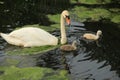 Mute swan with young ones. Royalty Free Stock Photo
