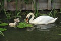 Mute swan with young ones. Royalty Free Stock Photo