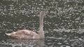 Mute swan, young, who is swimming in the lake,