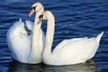 Mute Swans Royalty Free Stock Photo