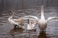 Mute swans, grown-up cygnet stretching its wings to defend itself Royalty Free Stock Photo