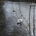 Mute swans through the bare trees