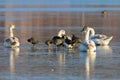 Mute swans and black coots