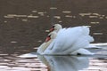 mute swans couple on pond Royalty Free Stock Photo