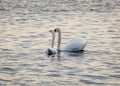 Mute swans couple swimming in river on sunset