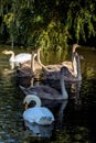 Mute Swans and cygnets Illuminated in the sunshine on Hedgecourt Lake