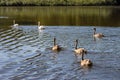 Mute Swans and cygnets swimming across Hedgecourt Lake Royalty Free Stock Photo