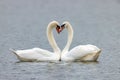 Mute Swans - Cygnus olor courtship display. Royalty Free Stock Photo