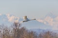 Mute swans cygnus olor in flight, mountains, trees