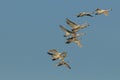 Mute swans (Cygnus olor) Royalty Free Stock Photo