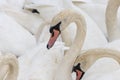 Mute swans cygnus olor Royalty Free Stock Photo