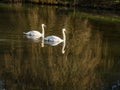 Mute swans, Cygnus olor, on a pond in winter Royalty Free Stock Photo