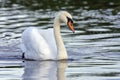 Mute Swans - Cygnus olor Royalty Free Stock Photo