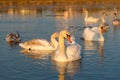 Mute swans Cygnus olor in the river at sunset Royalty Free Stock Photo