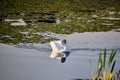 Mute swans cygnus olor sleeping and floating on the water at sunset Royalty Free Stock Photo