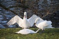 Mute swans display aggressive and tender behaviour during mating Royalty Free Stock Photo