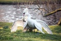 Mute swans display aggressive and tender behaviour during mating Royalty Free Stock Photo