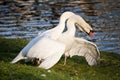 Mute swans display aggressive and tender behaviour during mating Royalty Free Stock Photo