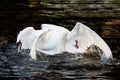 Mute swans display aggressive and tender behaviour during mating Royalty Free Stock Photo
