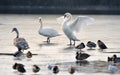 Mute swans and ducks on a frozen lake.