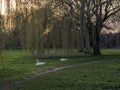 Mute Swans feeding on Grass Sunset