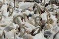 Mute swans at feeding time at Abbotsbury Swannery in Dorset, England