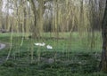 Mute Swans feeding under Weeping Willow
