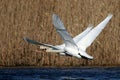 Mute swans flies up from the water