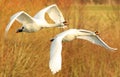 Mute Swans in Flight Royalty Free Stock Photo