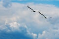 Mute Swans in flight