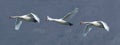 Mute swans in flight