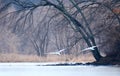 Mute Swans Flying over Frozen Lake in Winter