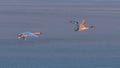 Mute swans flying over the lake Balaton in winter Royalty Free Stock Photo