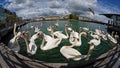 Mute swans in Geneva, Switzerland