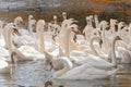 Mute Swans Royalty Free Stock Photo