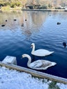 Mute swans in icy lake Royalty Free Stock Photo