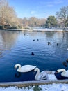 Mute swans on lake in the snow Royalty Free Stock Photo