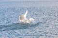 Mute swans landing on water with a splash Royalty Free Stock Photo