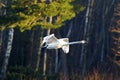 A large Mute Swan flying to water