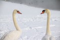 Mute Swans In love Royalty Free Stock Photo