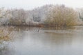 Mute Swans, Mallards and other birds on a part frozen lake
