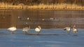 Mute Swans in the middle of frozen lake during early spring time