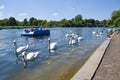 Swans and pedal boats in Hyde Park, London, UK Royalty Free Stock Photo