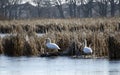Mute Swans on Peter Exner Marsh Royalty Free Stock Photo