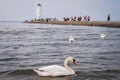 Mute swans in Poland