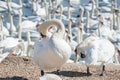 A flock of mute swans gather on lake banks. Cygnus olor Royalty Free Stock Photo